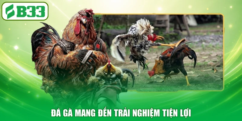 Đá gà mang đến trải nghiệm tiện lợi